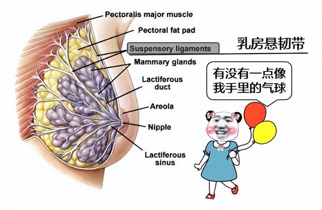 内衣跑杯的原因，内衣穿着穿着就跑杯了的原因有哪些（伤颈变丑还越睡越累）