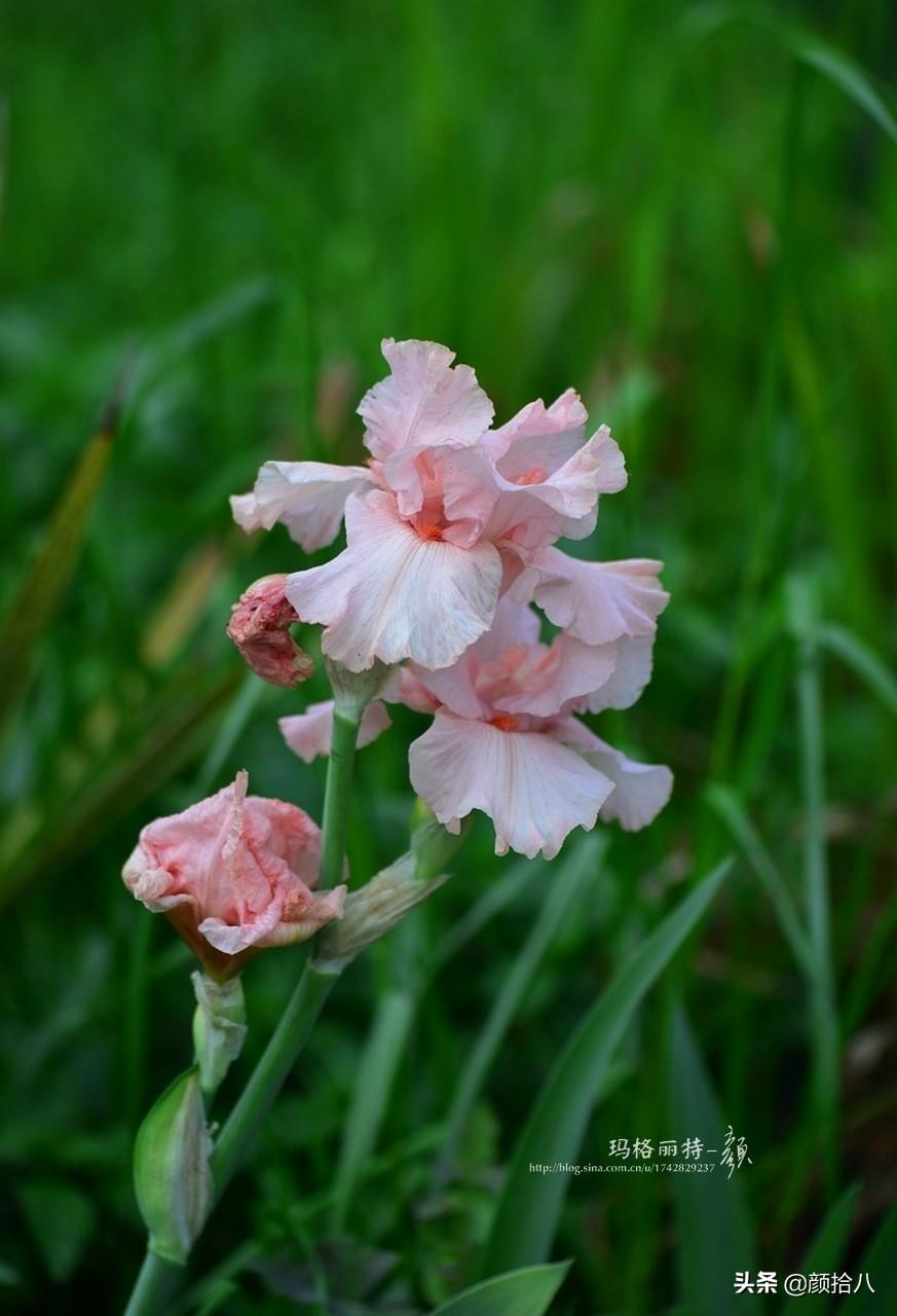 球根鸢尾花期(园丁) - 彝家农业网
