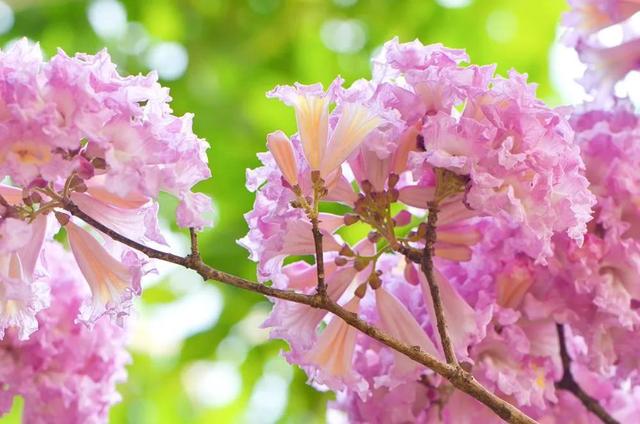 紫花风铃木可以盆栽吗，紫花风铃木北方能成活吗（分享——紫花风铃木）