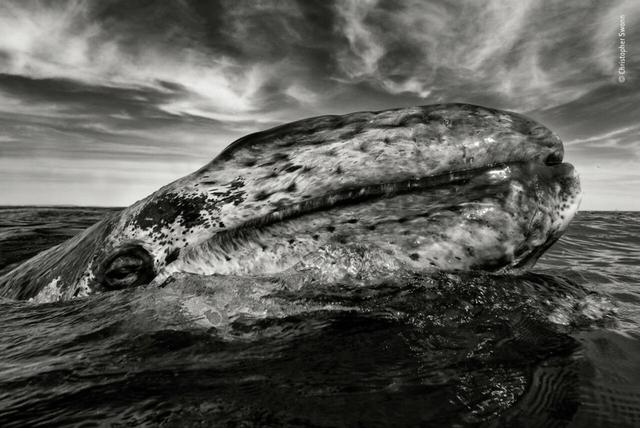 欧美吴彦祖，微信头像，欧美吴彦祖（2018年度最佳野生动物摄影作品图集）
