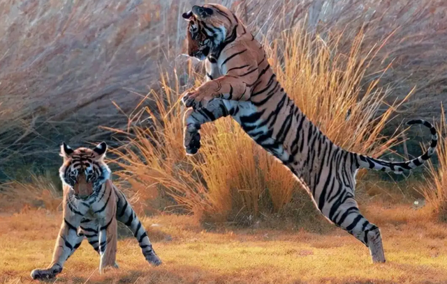 更大的老虎会是谁，世界上最大的老虎是什么（03年中国将5只老虎放到非洲草原）