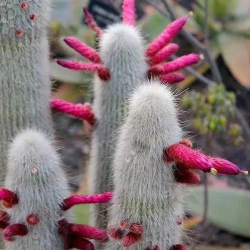 仙人掌开花图片，八种开花勤快的仙人掌植物（40多种罕见的仙人掌开花图）
