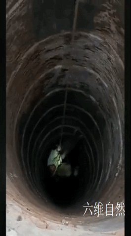 孔雀会飞吗，孔雀会飞吗是鸟类的吗（​印度一只孔雀跌下18米的深井）