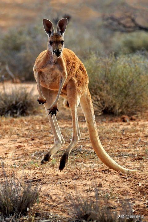 有哪几种动物名字，地球上30种最极端的动物