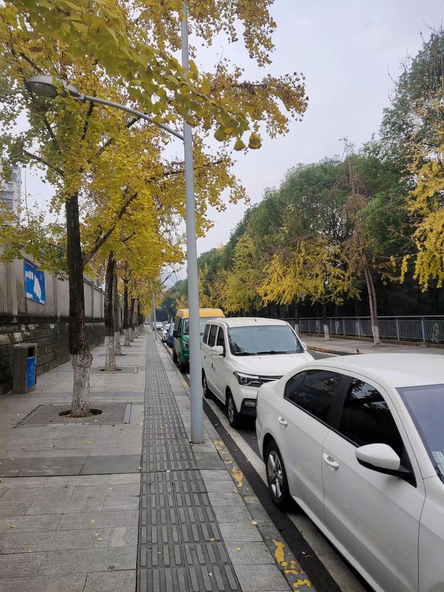 歌乐山森林公园，重庆旅游必去景点（歌乐山国家森林公园）