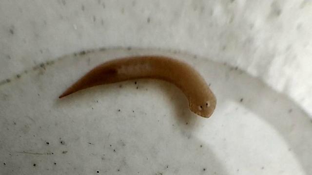 美西螈与蝾螈有什么不同，美西螈是两栖动物吗（“重生界巨头”的超强再生能力）