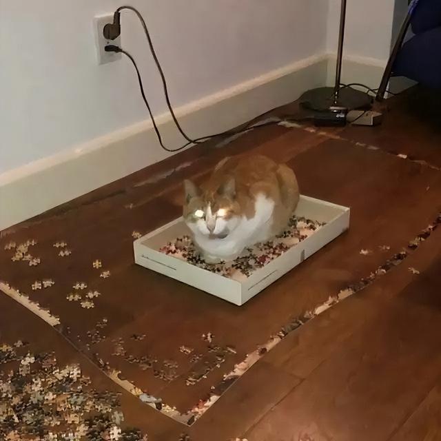 可爱猫，可爱猫咪名字（歪果网友分享各种古怪可爱的小猫咪图片）