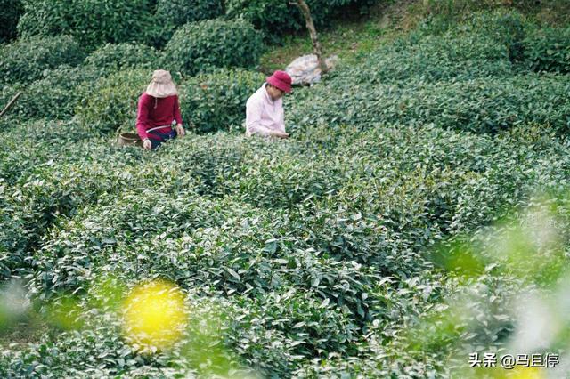 杭州有哪些景区比较值得去，杭州必去十大景区（让你领略自然和人文双重景致）