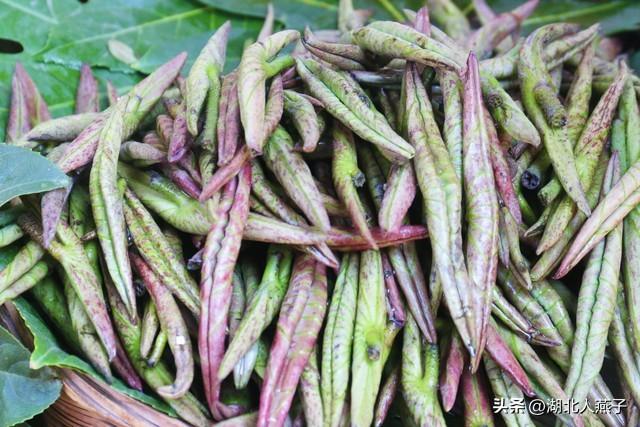 菜图片大全大图，饭店菜谱大全带图片（这43种时令野菜大量生长出来）