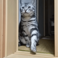 美短价格在多少钱一只，美短猫多少钱一只（你要是打算养猫，千万别养美短）