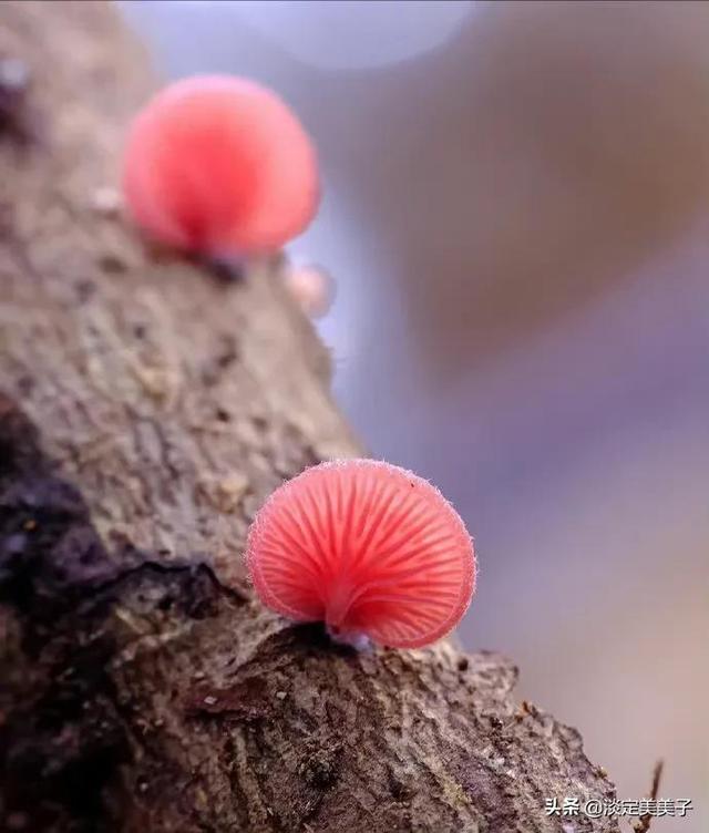 山无棱天地合才敢与君绝，山无棱天地合才敢与君绝出自哪里（山无棱 天地合 才敢与君绝）