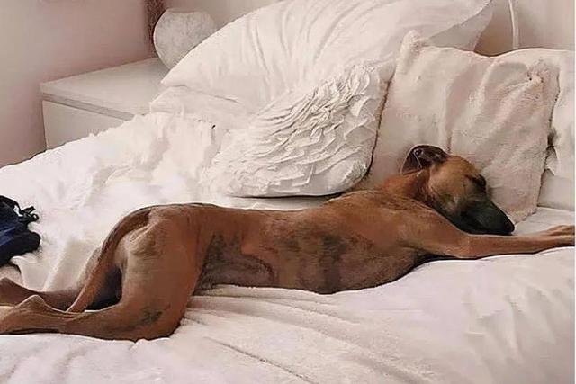 狗狗和人一起睡好吗，狗狗能和人一起睡吗（5大坏处找上门）