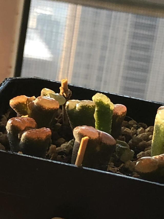 多肉灯泡，自家多肉 请君欣赏（多肉灯泡怎么养）