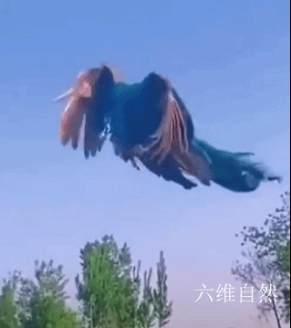 孔雀会飞吗，孔雀会飞吗是鸟类的吗（​印度一只孔雀跌下18米的深井）