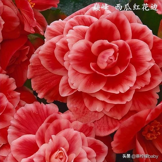 蕾丝边是什么意思，蕾丝边浪漫百分百蕾丝边是什么意思（蕾丝边的海棠花你见过吗）