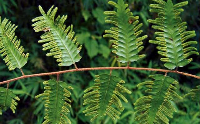 海金沙的功效与作用，中草药海金沙的功效与作用（金钱草的功效与作用）