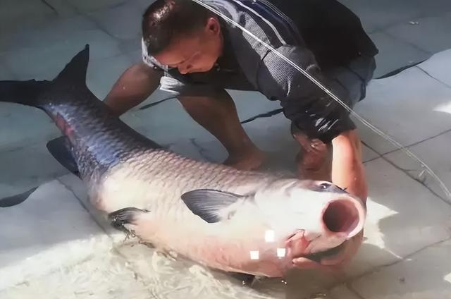 青鱼是什么鱼，四大家鱼中的青鱼是什么鱼（为何会被称为“索命鱼”）