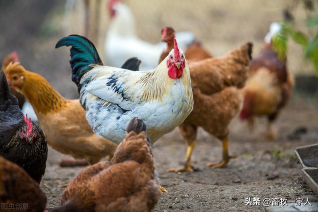 街上买的小鸡怎么养，街上买的小鸡怎么养活（这6条你可一定得做）