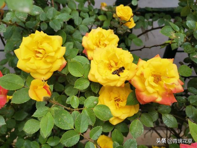 爬藤蔷薇怎么种，爬藤蔷薇有哪些（想养爬藤花木就选这种吧）