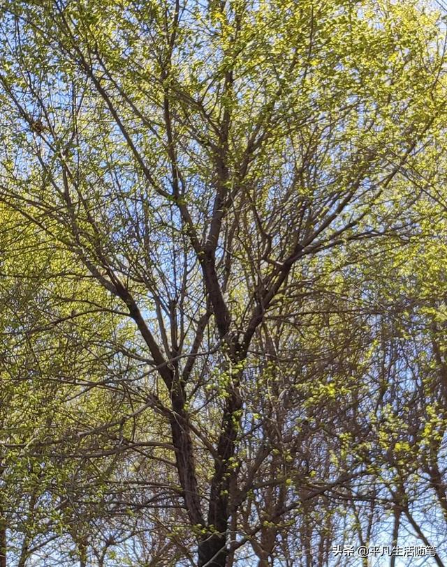 为什么喜欢春天，我为什么喜欢春天作文600字（春天是我喜欢的季节）