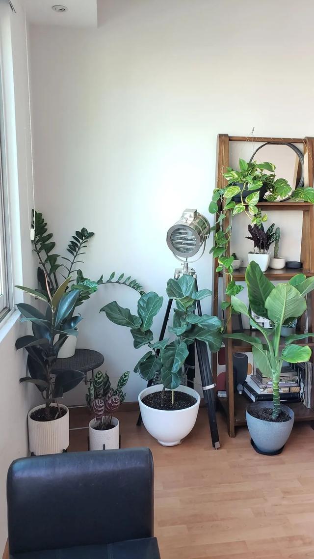 琴叶榕怎么养，琴叶榕怎么养粗壮（养好琴叶榕真不难）