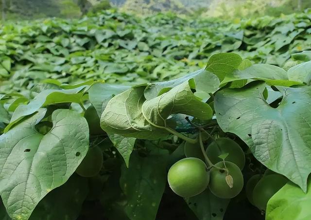 神仙果是什么水果，神仙果是什么水果的果实（为何被称为“神仙果”）