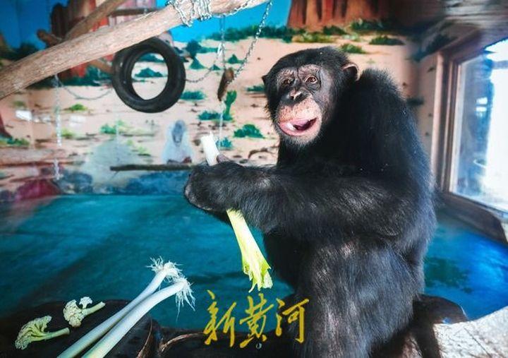 山东黑猩猩一天一棵大葱三四瓣蒜，预防感冒的作用