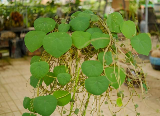 山乌龟植物怎么养，山乌龟怎么养才能更好（养殖山乌龟留1-2根主藤好）