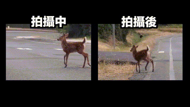 鹿血酒多少钱一瓶，鹿血酒一瓶500ml要多少钱（这是人们认为它是仙兽真正的原因）