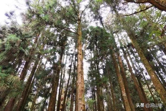 常见的杉树有几种，盆景杉树的种类名称（曾经被农民视为“摇钱树”的杉树）