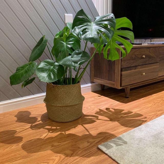 客厅适合养什么花，客厅适合养什么花和植物好风水（堪称“不死花”）