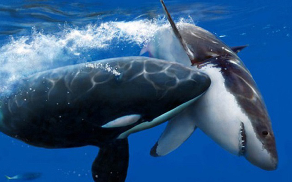 虎鲸与大白鲨哪个更强?