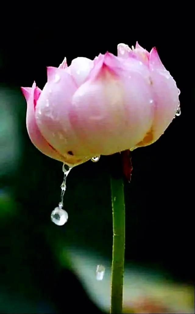 荷花象征着什么意义，荷花象征什么作文（用于形容美好、纯洁的爱情和高尚的情感）