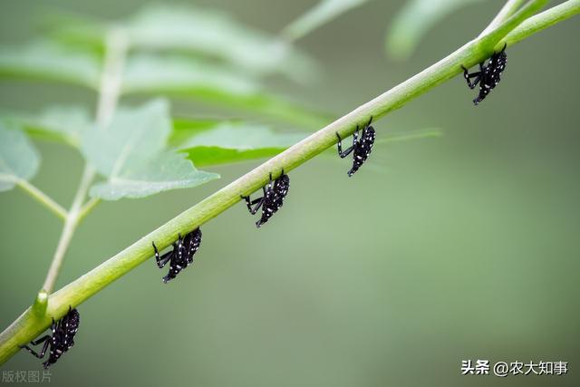 花姑娘是什么意思，在日本花姑娘是什么意思（农村叫它“花姑娘”）