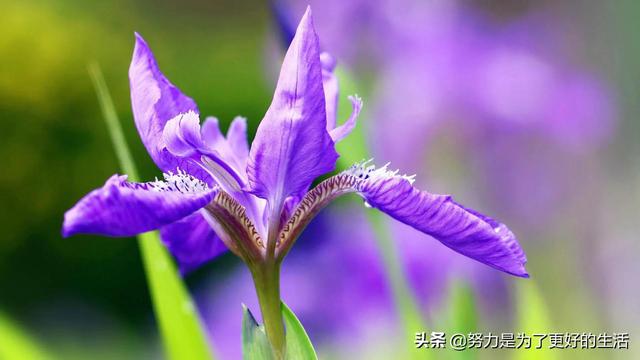 薄荷花的花语是什么，那些令人惊艳的花语