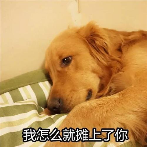 金毛犬应该怎么养才好，金毛犬要怎么养（再三劝告：想把金毛犬养好）