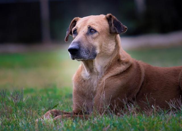 十大适合家养的大型犬，十大适合家养的大型犬短毛（几种可爱\