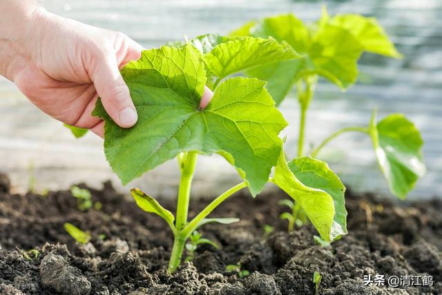 黄瓜水怎么用，黄瓜水怎么做好喝（黄瓜幼苗移栽几天可以施肥）