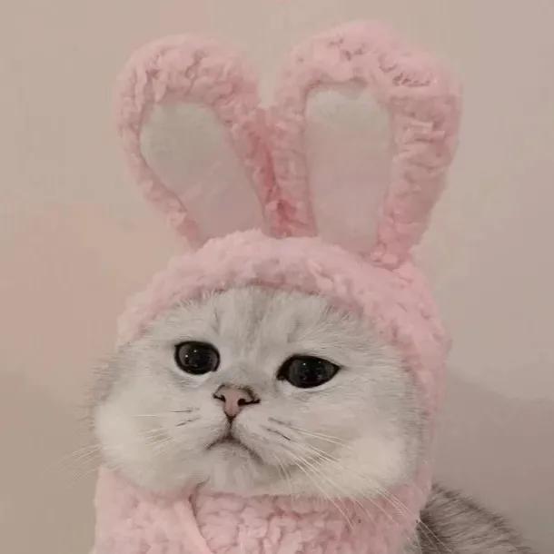 动物男头（你喜欢就好），微信头像，动物男头（你喜欢就好）（可爱头像‖很精致的小动物）