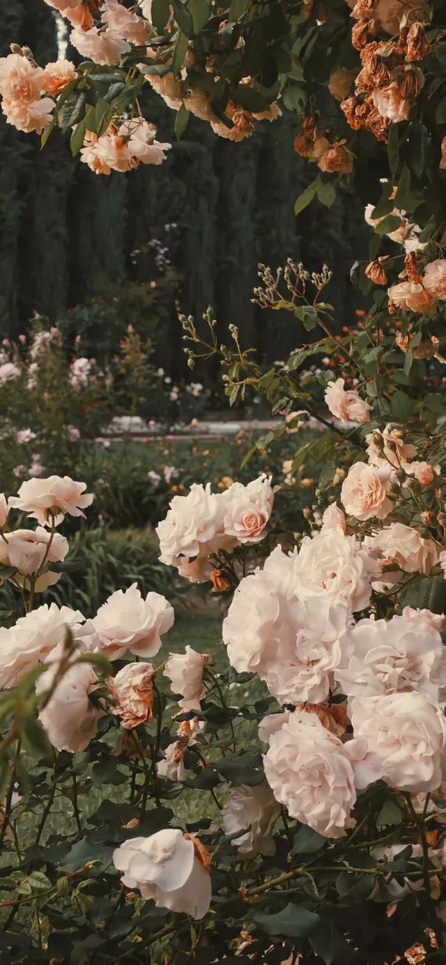 唯美玫瑰花壁纸,唯美玫瑰花壁纸图片(娇艳唯美的玫瑰花壁纸)