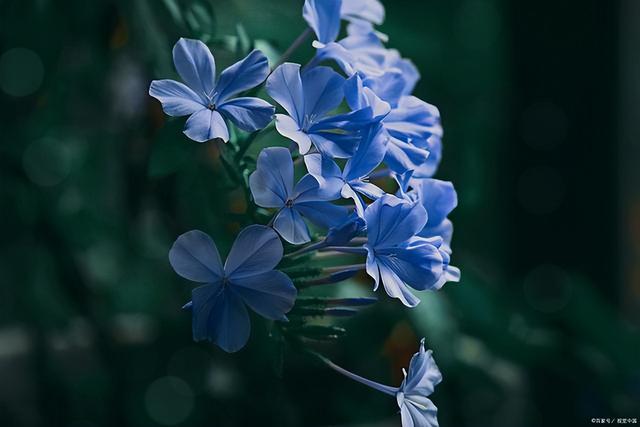 蓝雪花的养殖方法和注意事项，蓝雪花的修剪方法和注意事项（蓝雪花怎么扦插几月份扦插）