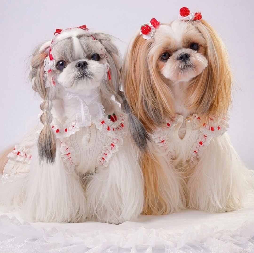 平均寿命:12-14年参考价格:1200-8000西施犬是我们本土的狗狗,作为一