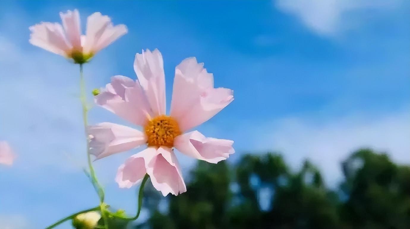 感恩生命中遇到的人的说说拜年经典祝福语圈发