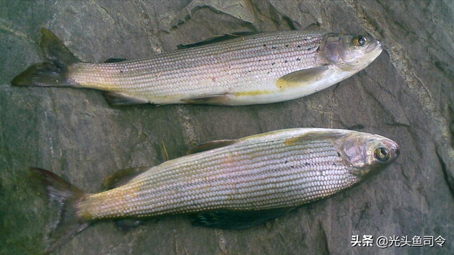 长江名贵鱼前十名，10大凶猛淡水鱼（我国保护的鱼类有87种）