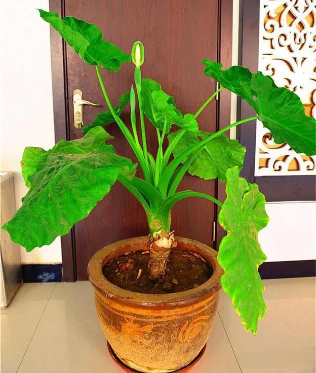 铃兰花有毒吗，铃兰花有毒吗 铃兰花适合放在室内养吗风铃花种植（8种“大毒花”）