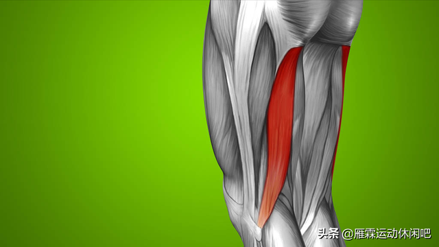 肱二头肌的位置，肱二头肌在哪（人体当中两块二头肌）