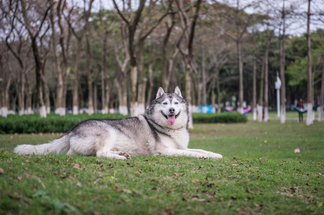 哈士奇犬个性特征，若“哈士奇”有这些特征