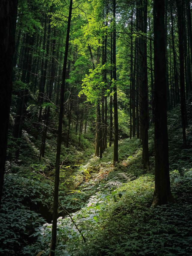 什邡市景点，什邡景点旅游景点（成都周边绝美“禁林”）