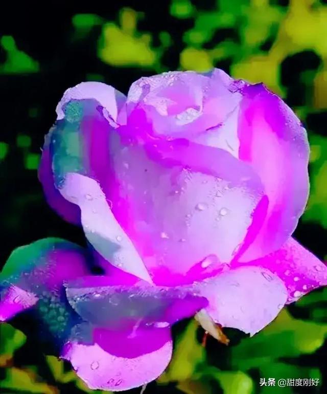 四字词语鲜艳夺目如何怎么样造句子，形容色彩鲜艳绚丽的四字词语（美丽动人的花花）