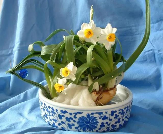 水仙花可以土培吗，水仙可以用土培植吗（中国水仙水培开花后转土培）